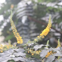 Berberis napaulensis (DC.) Spreng.